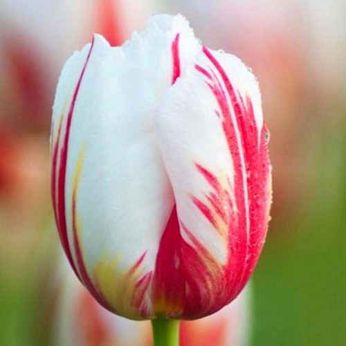 Tulipa 'Happy Generation' - Tulp 'Happy Generation'